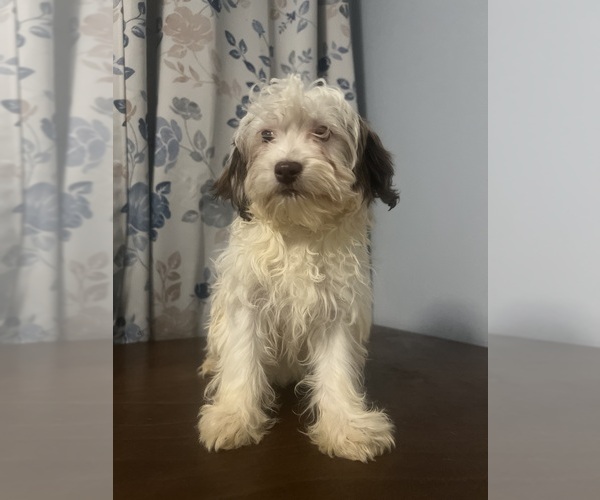 Medium Photo #27 Havanese Puppy For Sale in DURHAM, CT, USA