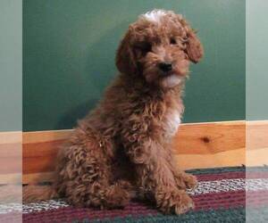 Goldendoodle (Miniature) Puppy for sale in CHAMBERSBURG, PA, USA