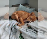 Small #26 American Staffordshire Terrier-Labrador Retriever Mix