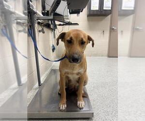 Labrador Retriever-Unknown Mix Dogs for adoption in Conroe, TX, USA