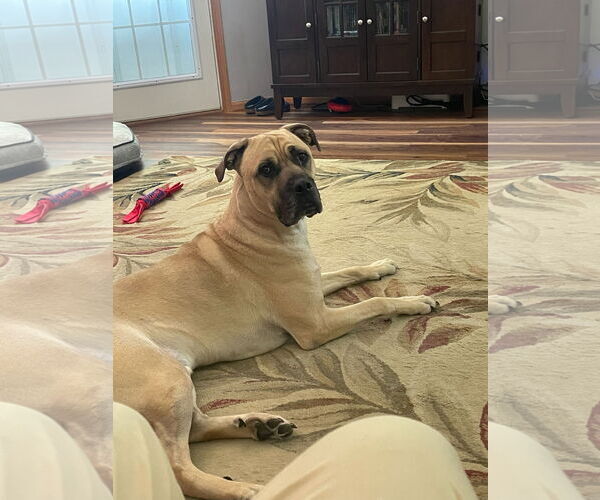 Medium Photo #6 Mastiff-Unknown Mix Puppy For Sale in Crete, IL, USA