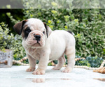 Puppy Rolly English Bulldog