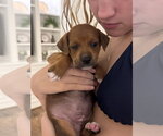 Small #1 Staffordshire Bull Terrier Mix