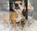 Small #5 Chihuahua Mix