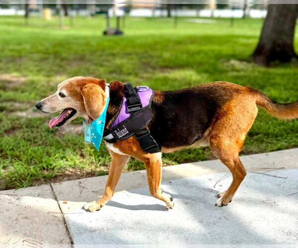 Medium Photo #1 Beagle Puppy For Sale in Tampa, FL, USA