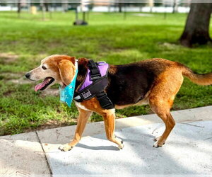 Beagle Dogs for adoption in Tampa, FL, USA