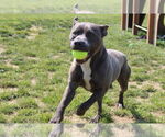 Small #3 American Pit Bull Terrier