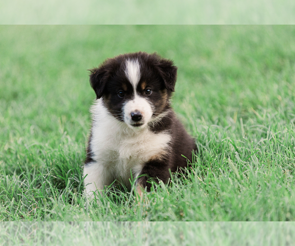 Medium Photo #45 Australian Shepherd Puppy For Sale in ARODA, VA, USA