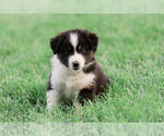 Puppy 10 Australian Shepherd