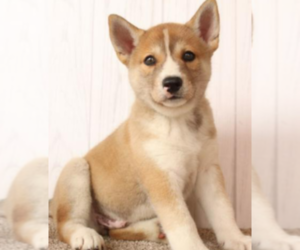 Shiba Inu-Siberian Husky Mix Puppy for sale in ADAMSTOWN, PA, USA