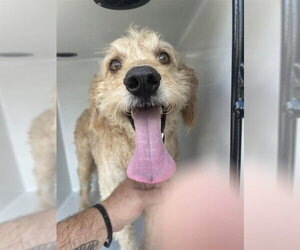 Poodle (Standard)-Unknown Mix Dogs for adoption in Houston, TX, USA