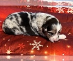Small Photo #3 Australian Shepherd Puppy For Sale in SALISBURY, NC, USA