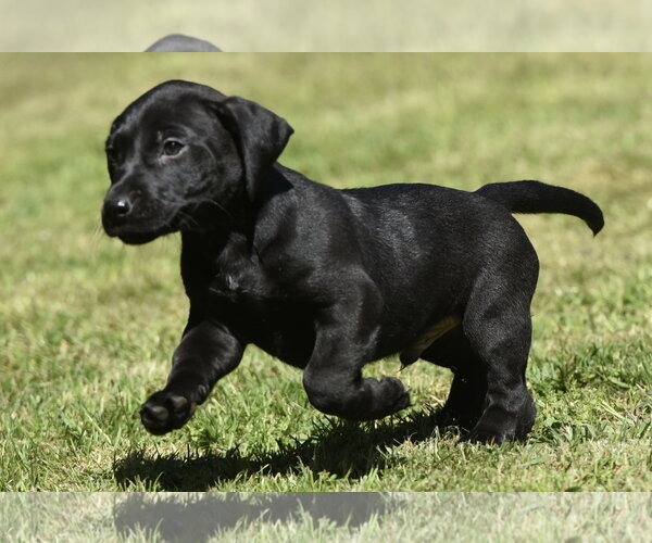 Medium Photo #6 Dachsador Puppy For Sale in Mechanicsburg, PA, USA