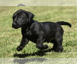 Small #5 Dachsador