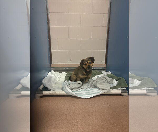 Medium Photo #4 Chug Puppy For Sale in San Diego, CA, USA