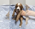 Small Photo #12 Goldendoodle Puppy For Sale in COLLINSVILLE, IL, USA