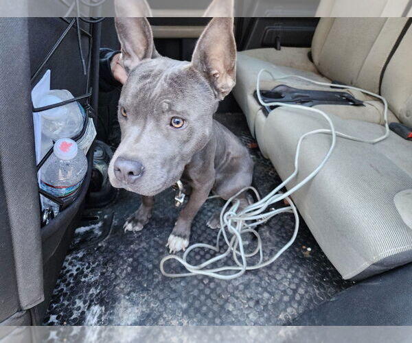 Medium Photo #2 American Bulldog-Unknown Mix Puppy For Sale in Jackson, MS, USA