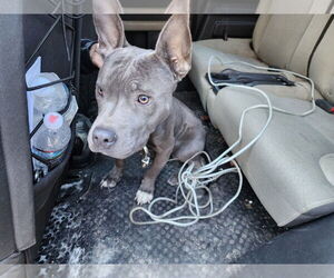 Fireplug - Male American Bulldog-Unknown Mix Dog for Adoption - Photo #2
