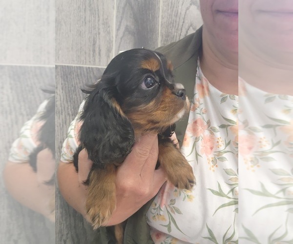 Medium Photo #18 Cavalier King Charles Spaniel Puppy For Sale in GREENWOOD, WI, USA