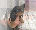 Small #1 Cavalier King Charles Spaniel