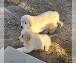 Small Photo #10 Golden Pyrenees Puppy For Sale in WELLINGTON, CO, USA