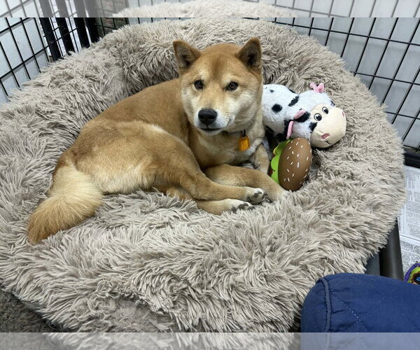 Medium Photo #1 Shiba Inu Puppy For Sale in Mukwonago, WI, USA