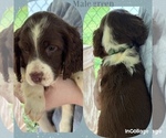 Image preview for Ad Listing. Nickname: Puppy #4