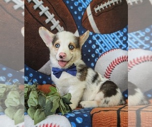 Pembroke Welsh Corgi Puppy for sale in QUARRYVILLE, PA, USA