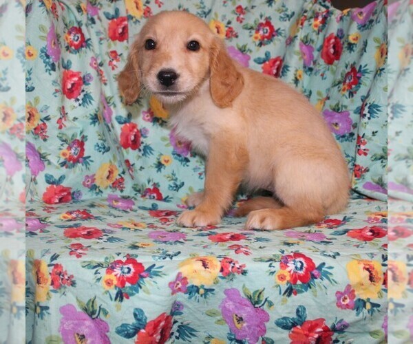 Medium Photo #3 Golden Retriever Puppy For Sale in BLOOMINGTON, IN, USA