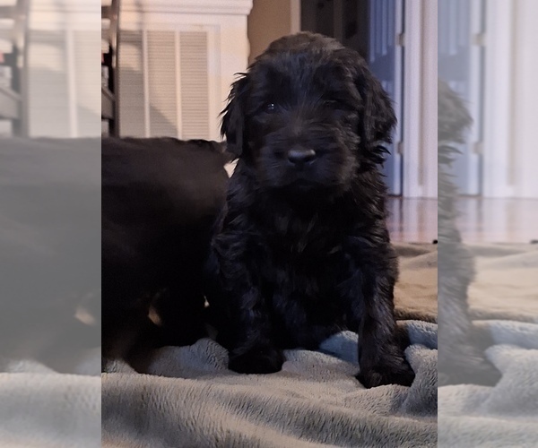 Medium Photo #7 Goldendoodle Puppy For Sale in LOUISA, VA, USA