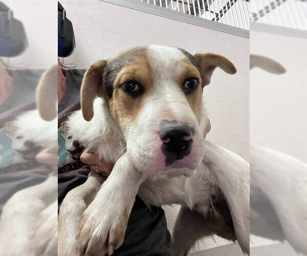 Medium Photo #1 Border Collie-Unknown Mix Puppy For Sale in Stockton, CA, USA