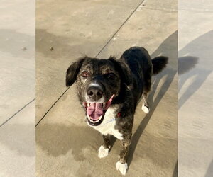 Mozie - Male Border-Aussie Dog for Adoption - Photo #2