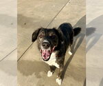 Small Photo #2 Border-Aussie Puppy For Sale in Lancaster, PA, USA