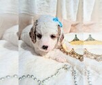 Small Photo #77 Goldendoodle (Miniature) Puppy For Sale in GASTONIA, NC, USA
