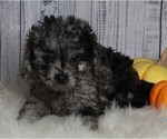 Small #1 Cavapoo-Poodle (Standard) Mix