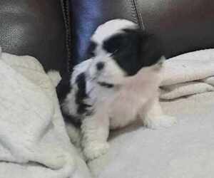 Shih Tzu Puppy for sale in SUTHERLIN, OR, USA