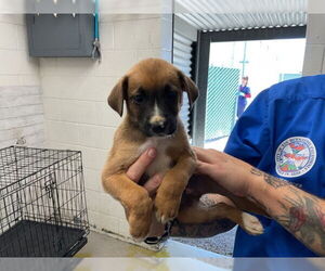 Mutt Dogs for adoption in San Bernardino, CA, USA
