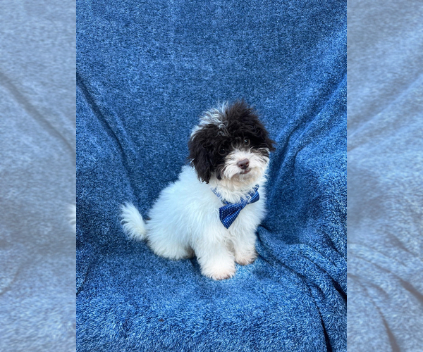 Medium Photo #1 Cavapoo Puppy For Sale in JEFFERSONVILLE, IN, USA
