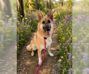 Wanda - Female German Shepherd Dog-Unknown Mix Dog for Adoption - Photo #3