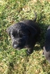 Small Photo #18 Labrottie Puppy For Sale in PORT ROYAL, PA, USA