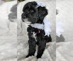 Small Photo #12 Sheepadoodle Puppy For Sale in RIALTO, CA, USA