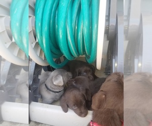 Labrador Retriever Puppy for sale in EAST DUBUQUE, IL, USA