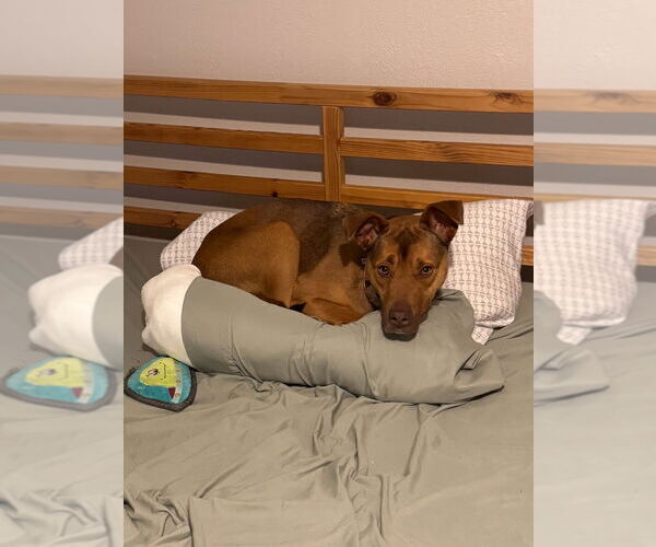 Medium Photo #6 Siberian Husky-Unknown Mix Puppy For Sale in South Bend, IN, USA