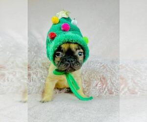 French Bulldog Puppy for sale in BOCA RATON, FL, USA