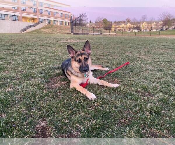 Medium Photo #1 German Shepherd Dog Puppy For Sale in GERMANTOWN, MD, USA
