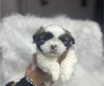 Small Photo #5 Shih Tzu Puppy For Sale in MEMPHIS, TN, USA