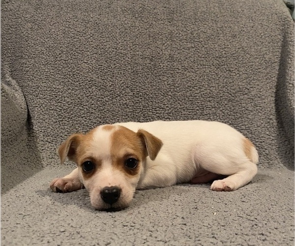 Medium Photo #33 Jack Russell Terrier Puppy For Sale in RICHMOND, MI, USA