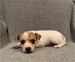 Small #32 Jack Russell Terrier