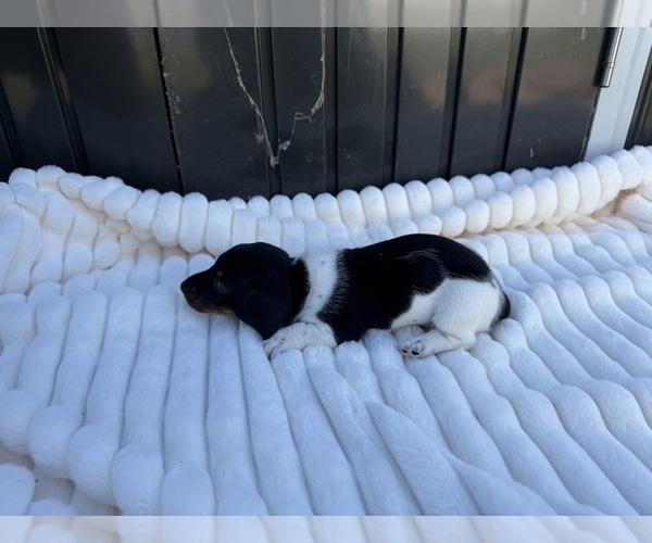 Medium Photo #1 Dachshund Puppy For Sale in FAIRVIEW, OK, USA