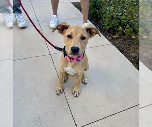 Trixie - Female Labrador Retriever-Unknown Mix Dog for Adoption - Photo #3